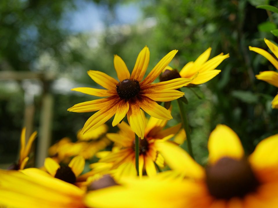 33 Vibrant Yellow Perennials That Bloom All Summer