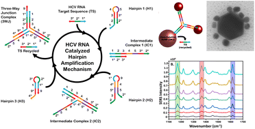 DNA-directed formation of plasmonic core–satellite nanostructures for quantification of hepatitis C viral RNA