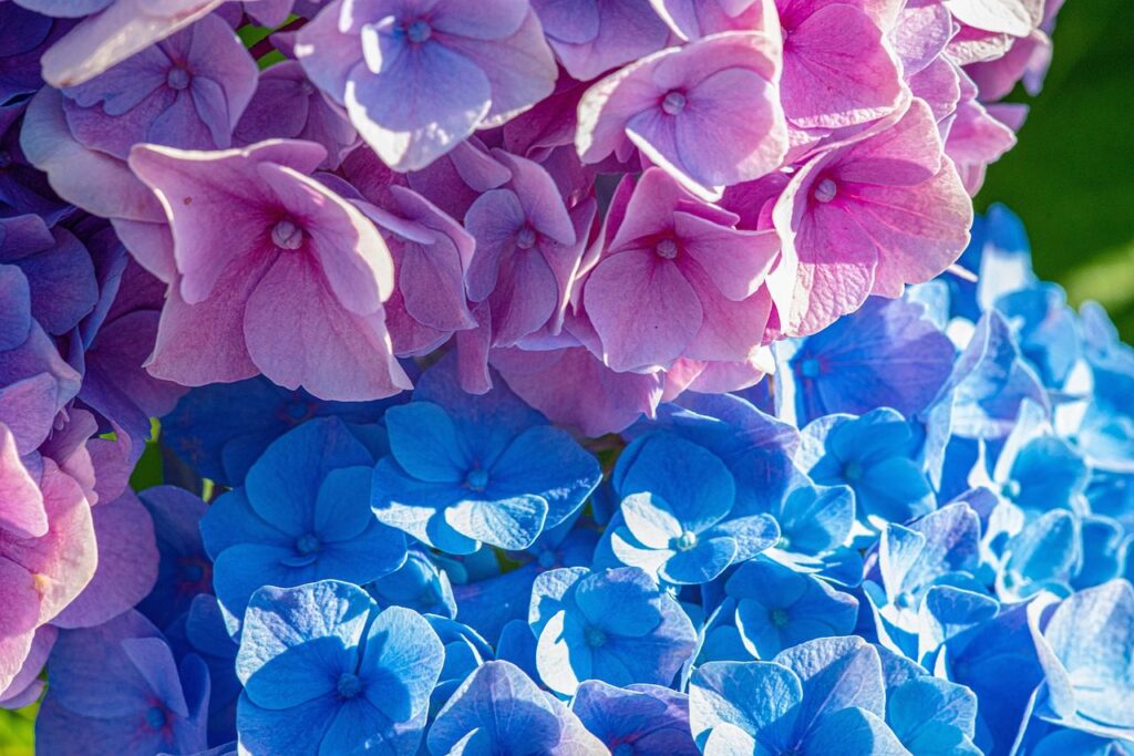 How to Prune Endless Summer Hydrangea Tips