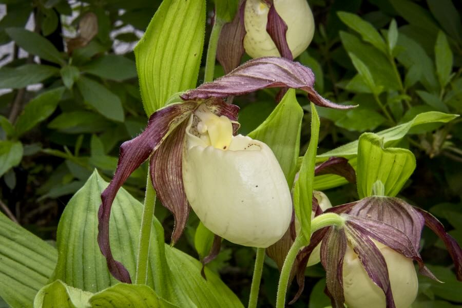 saving (and growing) native lady's slipper orchids, with longwood's peter zale