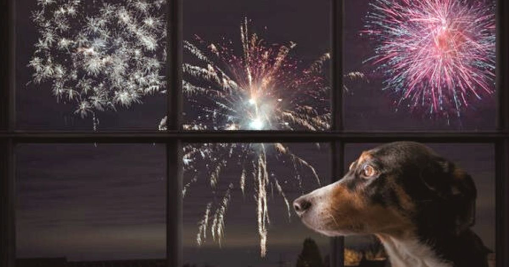 10 Calming Products If Your Pet Is Scared Of Fireworks
