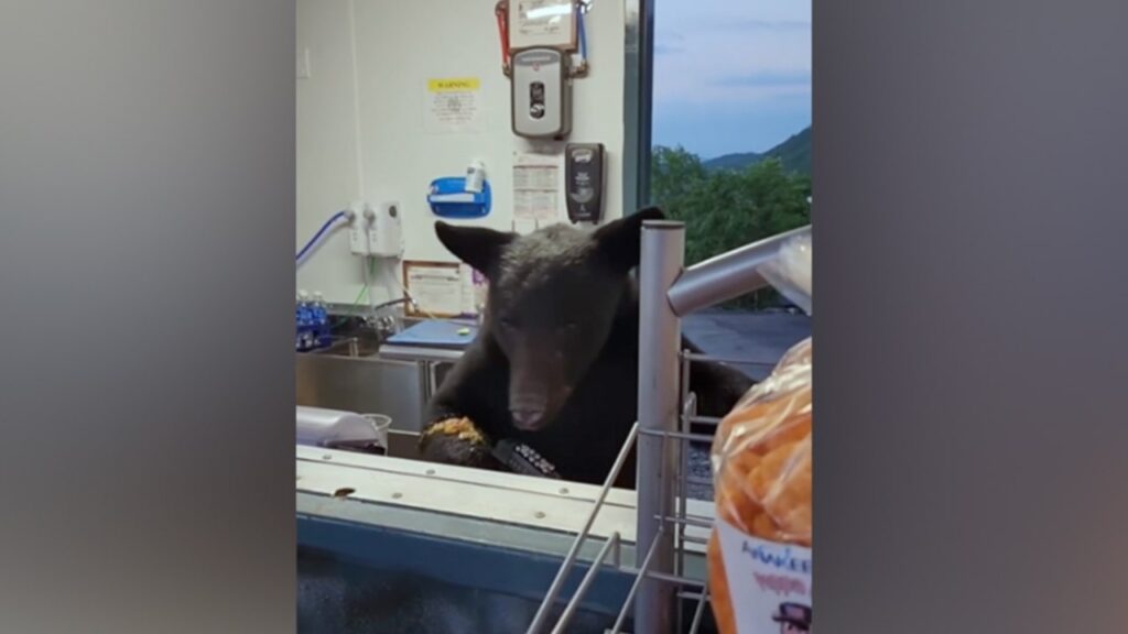 Bear euthanized after injuring Tennessee theme park concession stand employee