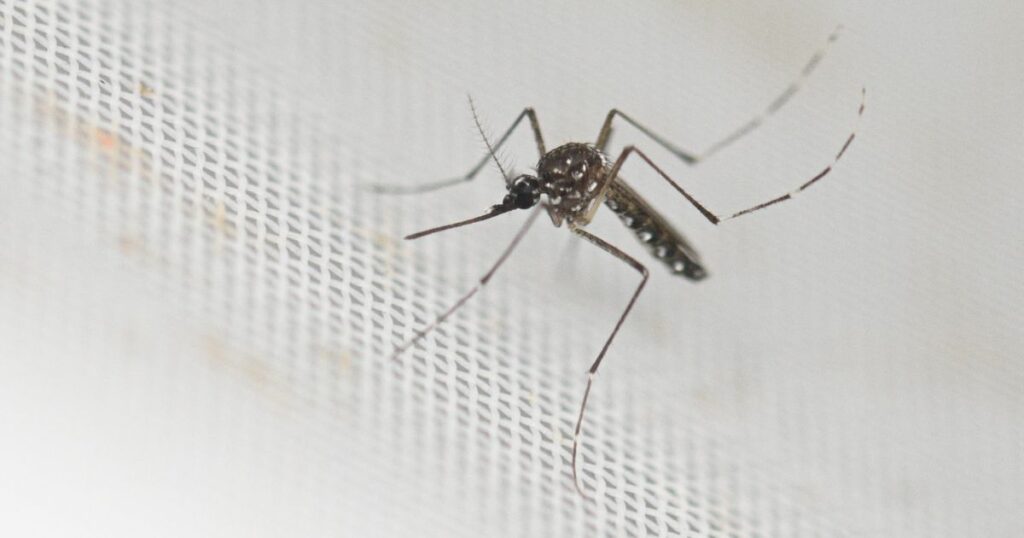 CDC Warns Of Rising Cases Of Dengue In The U.S.