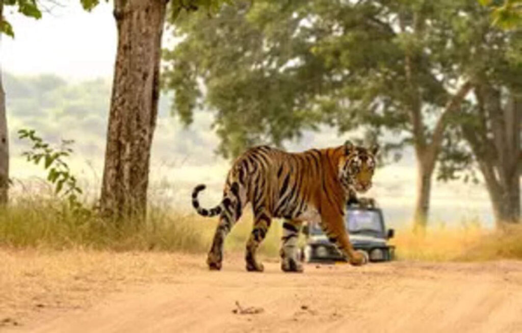 UP govt to turn Ranipur Tiger Reserve into eco-tourism hub, ET TravelWorld News, ET TravelWorld