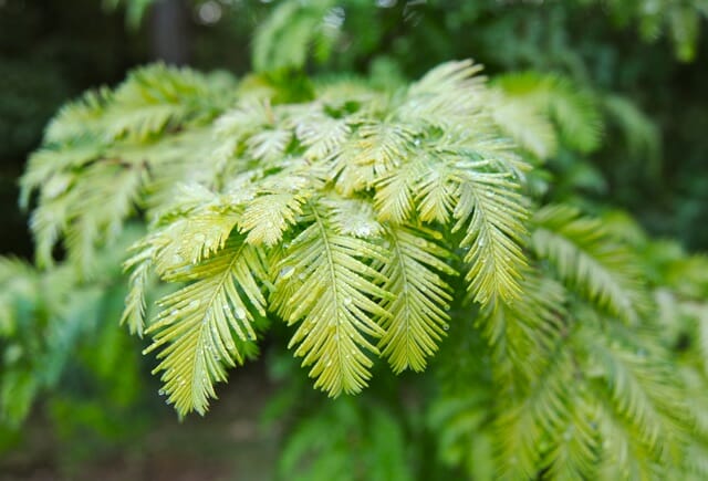 metasequoia-gold-rush