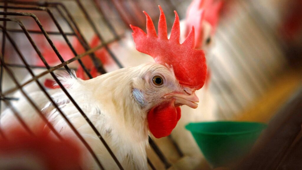 As avian flu spreads, health experts raise concern over the disposal of infected poultry birds