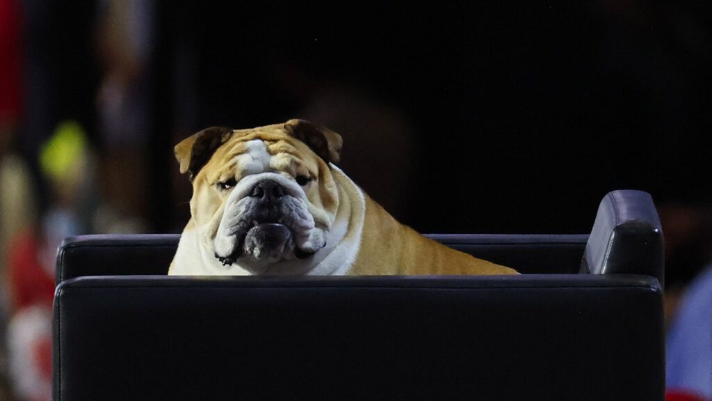 Babydog bobbleheads shelves after appearance at Republican National Convention