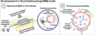 Development of a 3D printed perfusable in vitro blood–brain barrier model for use as a scalable screening tool