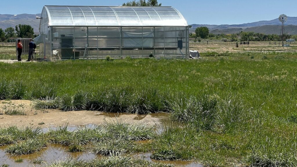 Green agendas clash in Nevada as company grows rare plant to help it survive effects of a mine