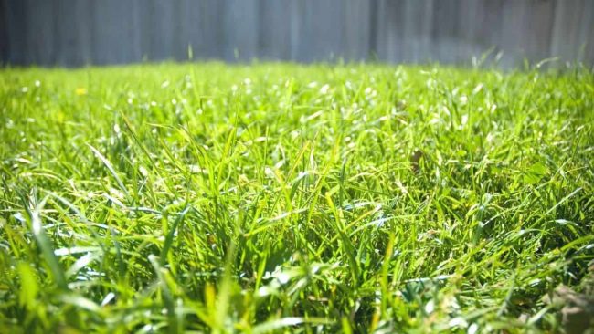 How To Get Bermuda Grass To Spread