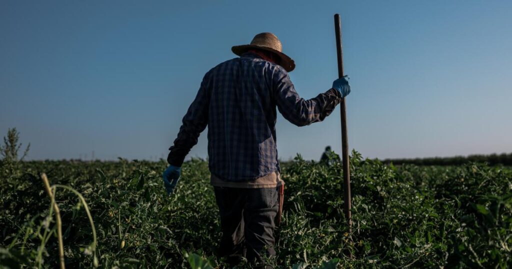 Judge grants Wonderful's request for temporary halt to UFW unionization effort