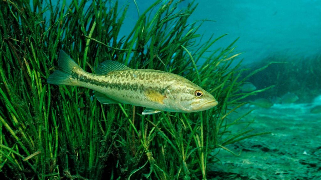 Largemouth bass is now known as Florida bass, 'a distinct species': 'Crucial'