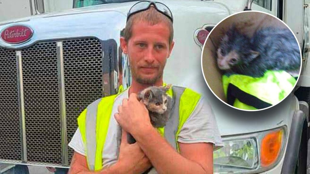 New Jersey kitten rescued from waste compactor just in the nick of time