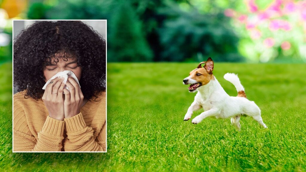 Reddit dog-allergy victim is shamed for leaving family reunion early