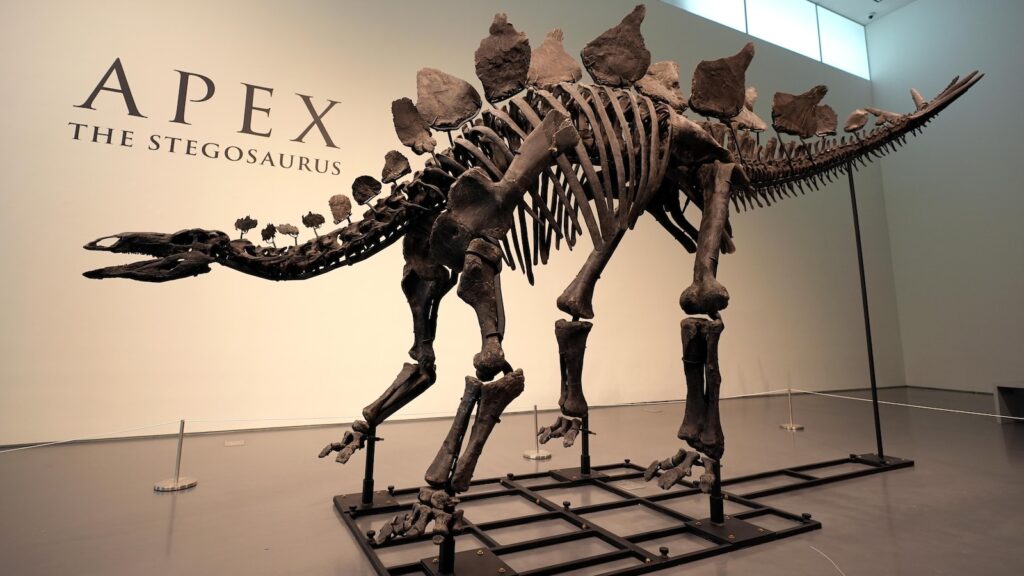 Stegosaurus fossil fetches nearly $45M, setting record for dinosaur auctions