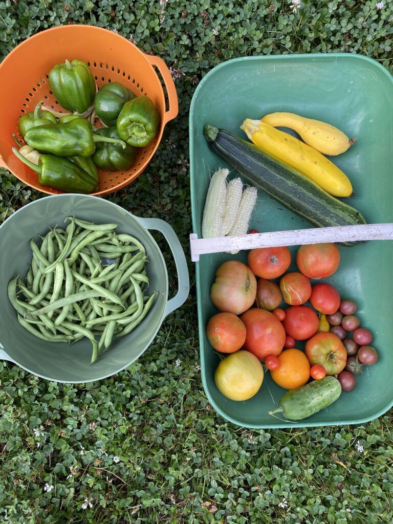 An August Assessment of My Vegetable Garden - Carol J. Michel