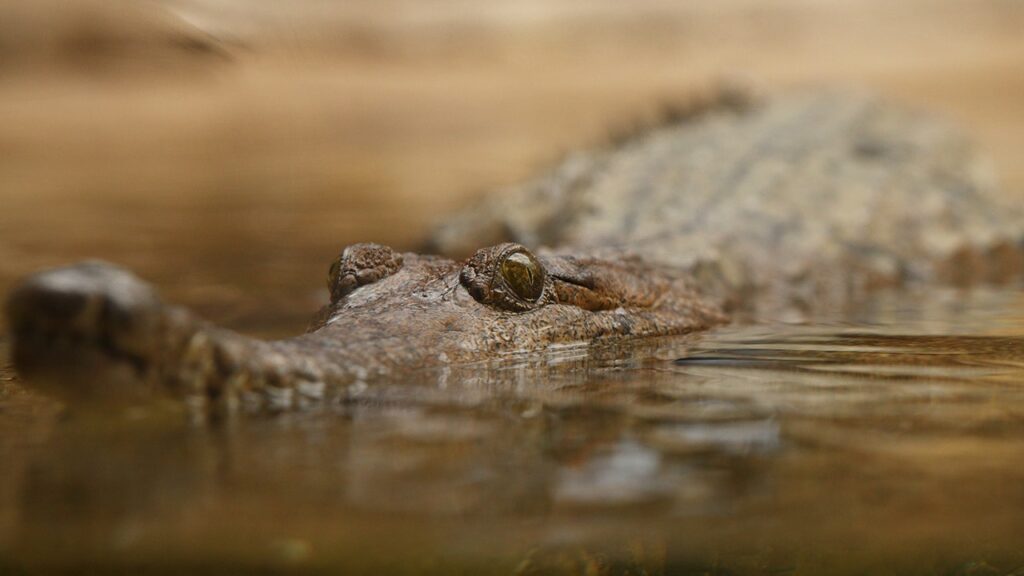 Crocodiles baited with 'nausea-inducing chemical' to prevent them from eating toxic, invasive toad