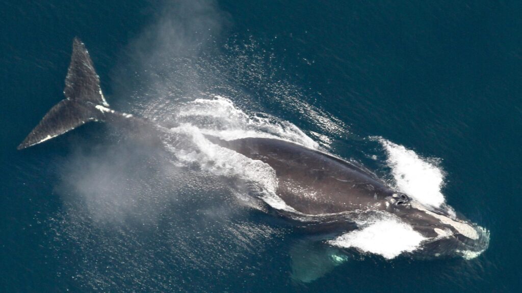 Feds announce funding push for ropeless fishing gear that spares rare whales