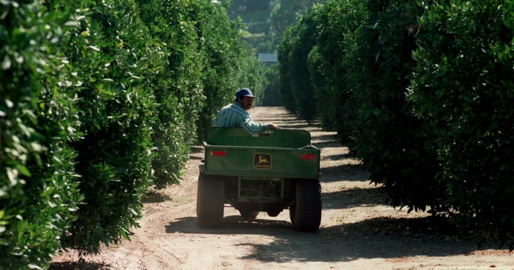 Final orange grove in the San Fernando Valley to give way to homes