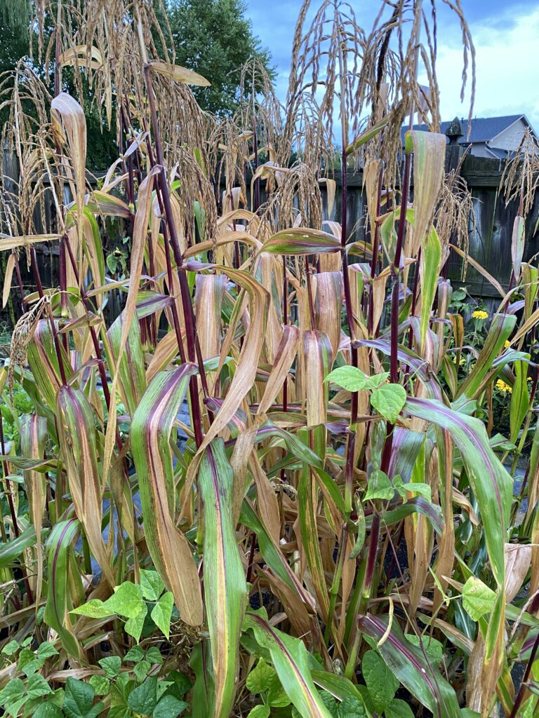 Garden Fairies Discuss the Sweet Corn - Carol J. Michel