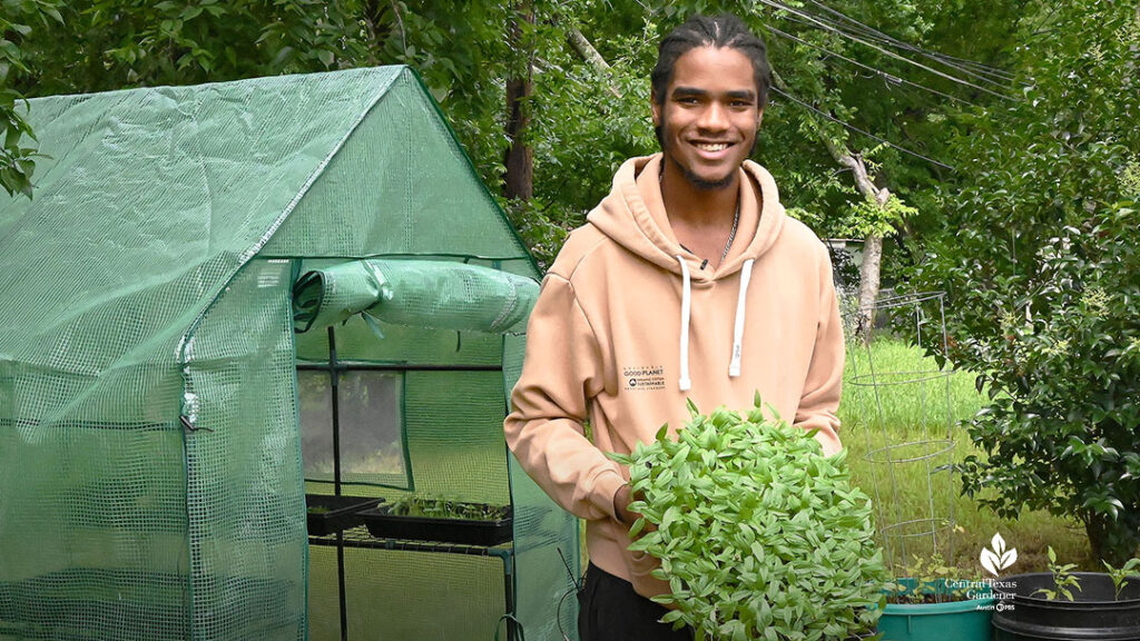 young man in pale orange hoodie holding flat of microgreens in front of fabric greenhouse