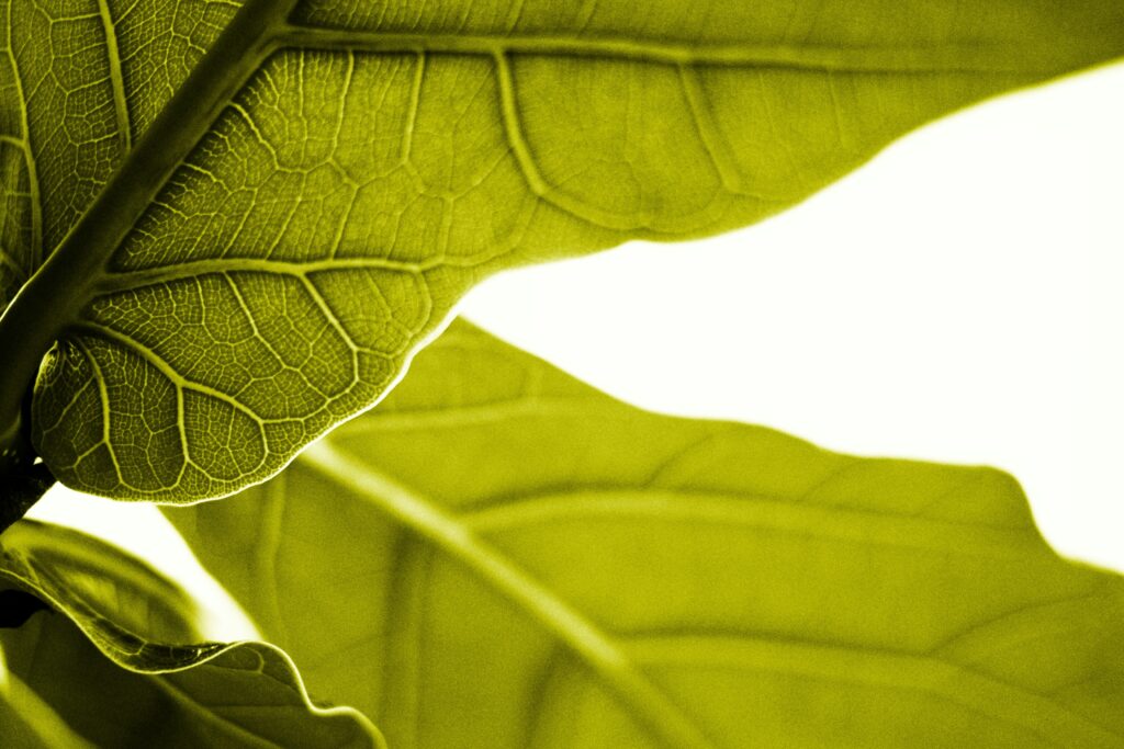 green leaf in macro lens