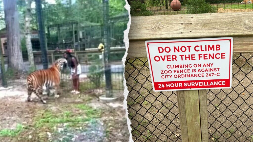 New Jersey woman charged after allegedly hopping fence into tiger enclosure