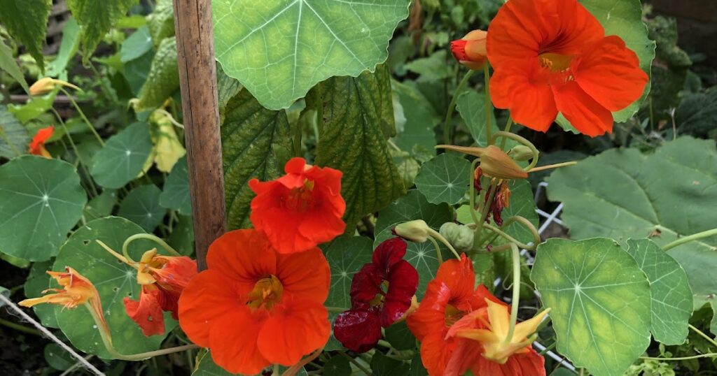 News from the Veg Patch