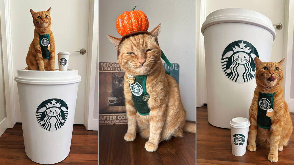 Starbucks-obsessed cat owners spend $20K to dress their pet as barista