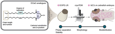 Structure–function relationship of phase-separated liposomes containing diacylglycerol analogues