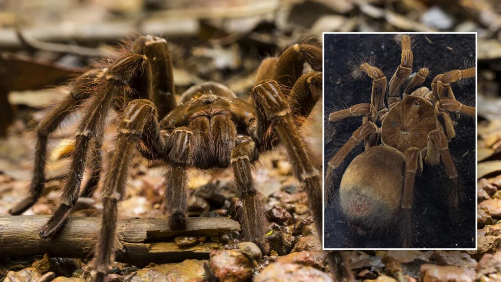 The 11-inch Goliath birdeater is the world's largest spider