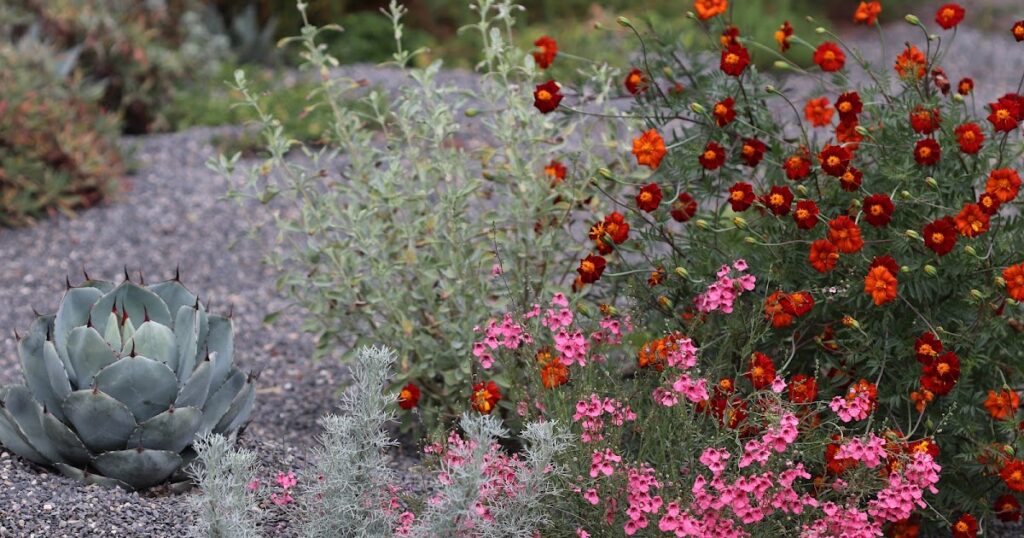 The Dry August Garden