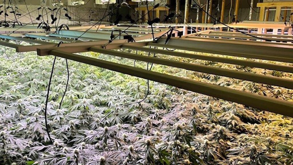 Utility company's proposal to rat out hidden marijuana operations to police raises privacy concerns