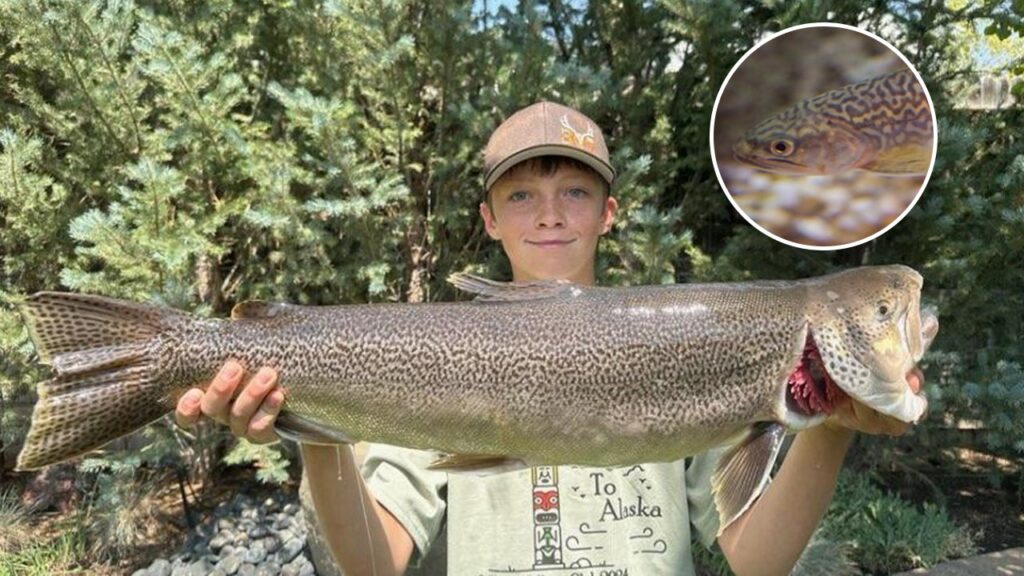 Wyoming 13-year-old breaks state fishing record for tiger trout