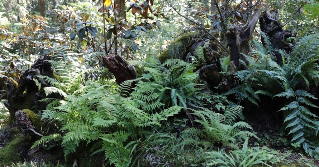 Puget Sound Garden Fling: Rhododendron Species Botanical Garden