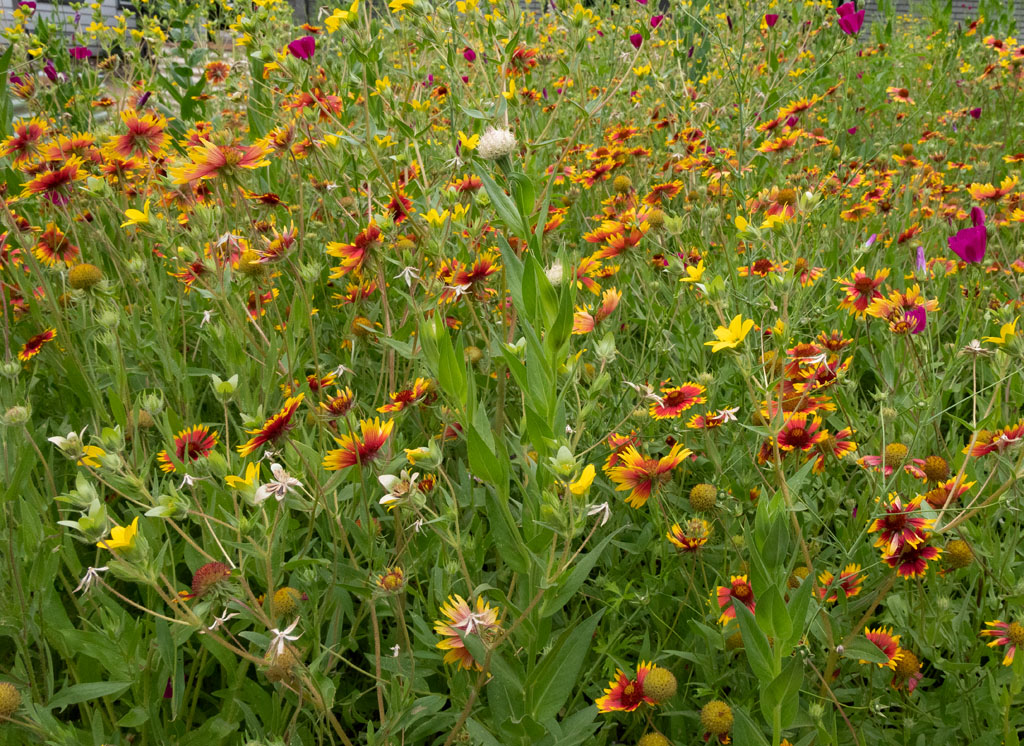 red and orange and white wildflowers