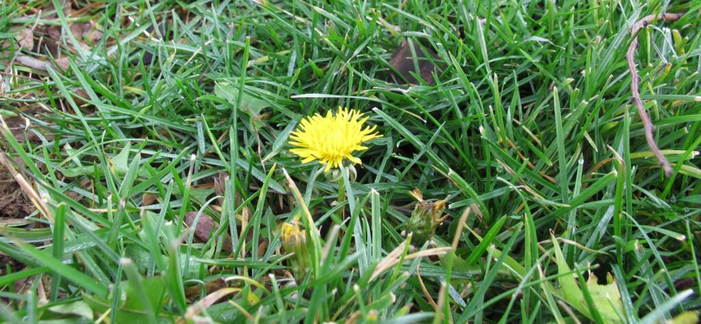 What Is a Dandelion Summer? - Carol J. Michel