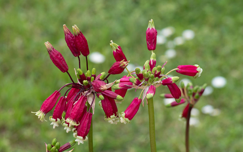 shopping for flower bulbs, with ken druse