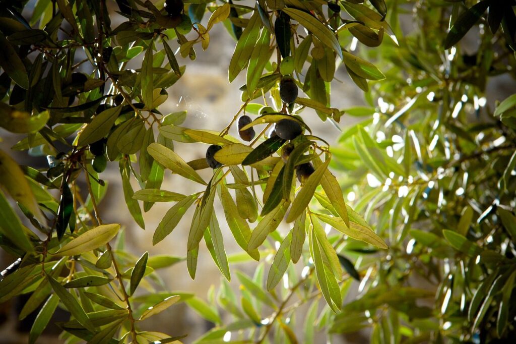 14 of the Best Trees for Rocky Soil Gardens