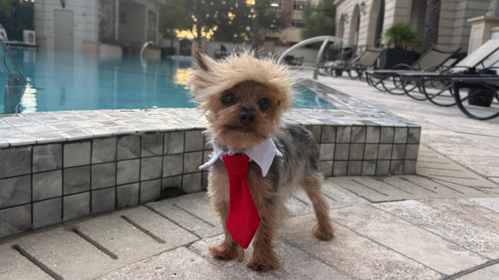 2024 Halloween: Cute pets photographed in costumes around the U.S.