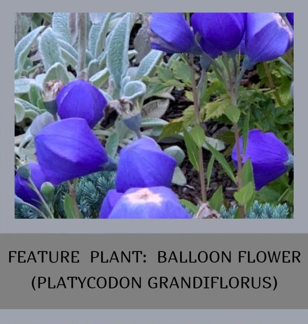 A GUIDE TO NORTHEASTERN GARDENING: Feature Plant: Balloon Flower (Platycodon)