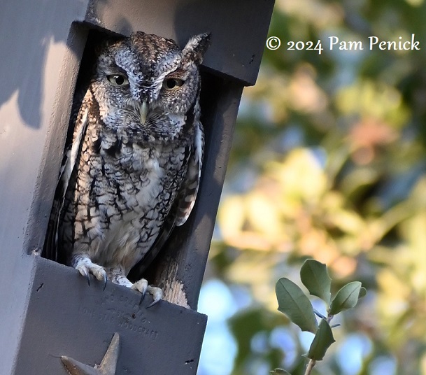 A screech owl in the new box