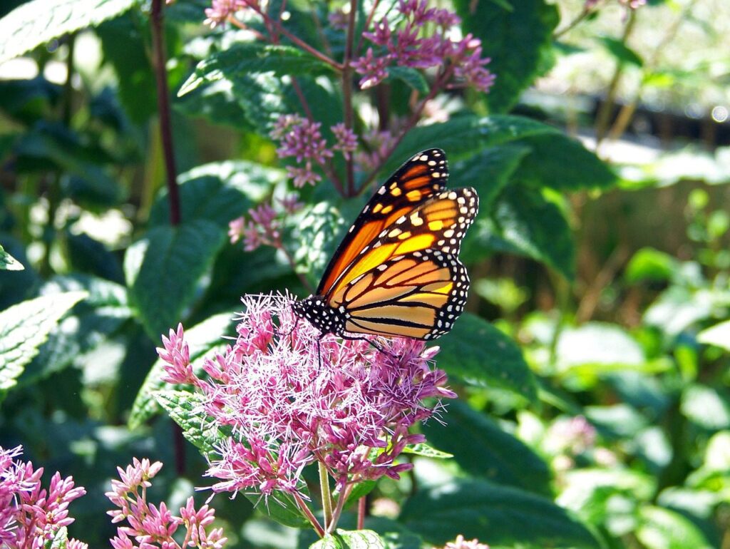 Are Milkweeds Perennials or Annuals?