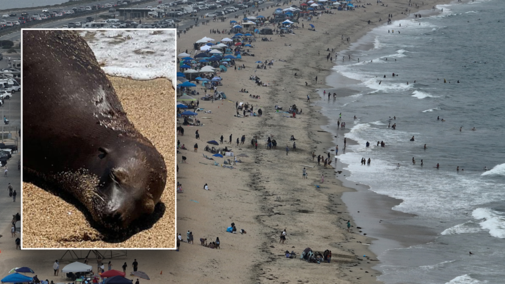 Feds search for gunman who shot, killed young California sea lion