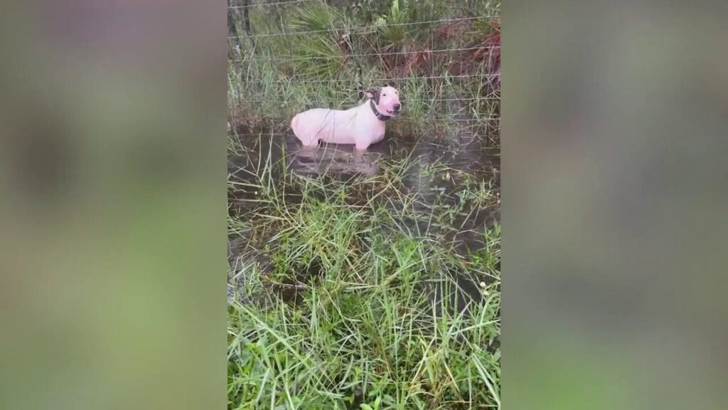 Florida trooper finds dog tied to pole as Milton heads toward state