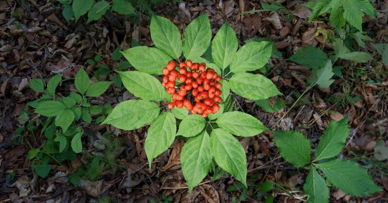 Highly Water-Soluble Ginseng Ingredients : Ginseng Extract