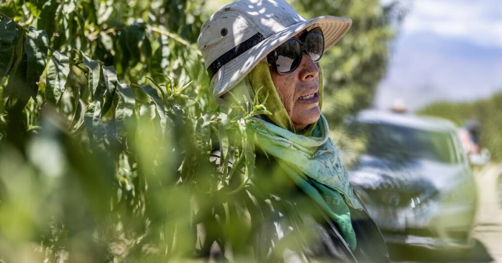 Lawmakers take 'creative' approach to enforcing heat safety rules for farmworkers