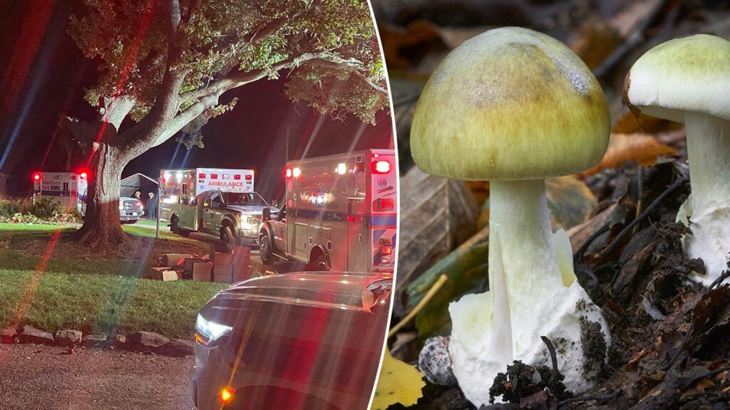 Pennsylvania toxic mushroom incident serves as reminder to be 'cautious'