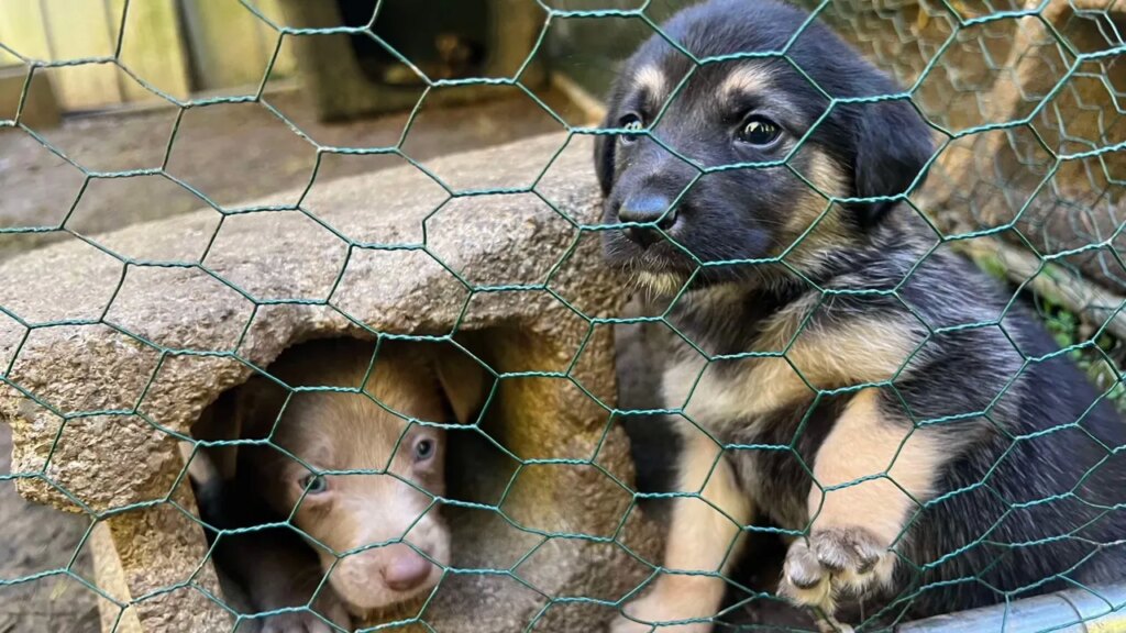 Puppies rescued from Hurricane Helene will be adopted by veterans, first responders