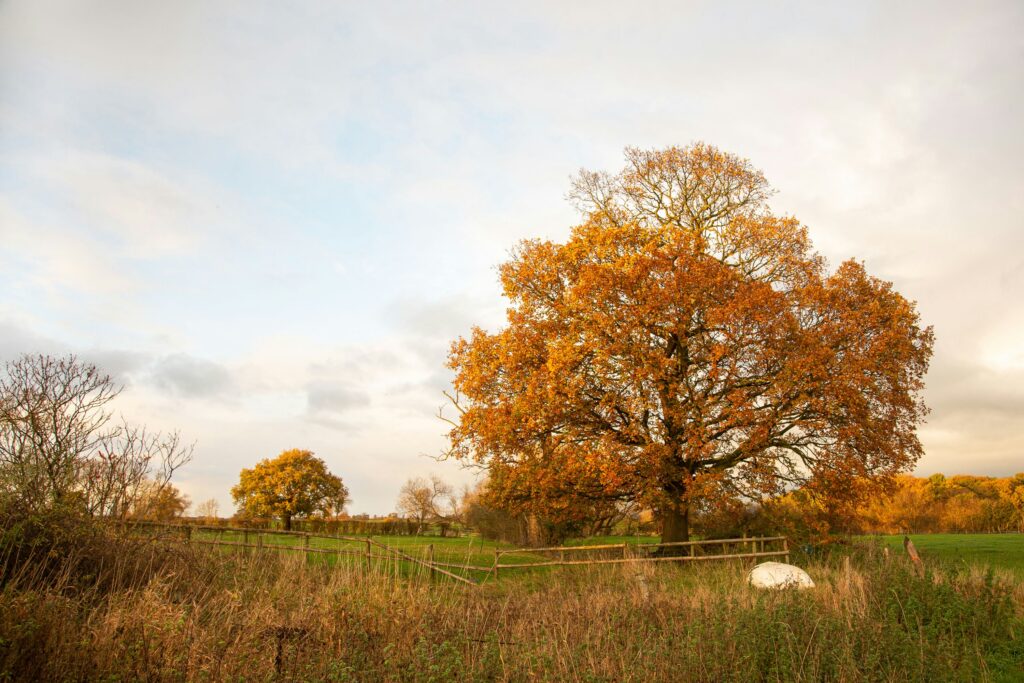 a tree in a field